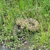 Western rattlesnake or northern pacific rattlesnake.