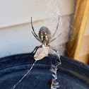 Black and Yellow Garden Spider