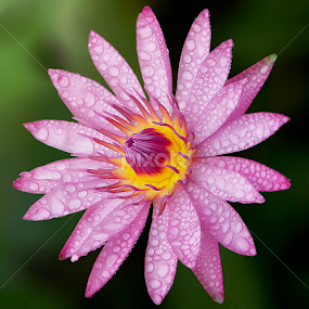 by Asher Jr Salvan - Flowers Flowers 2011-2013