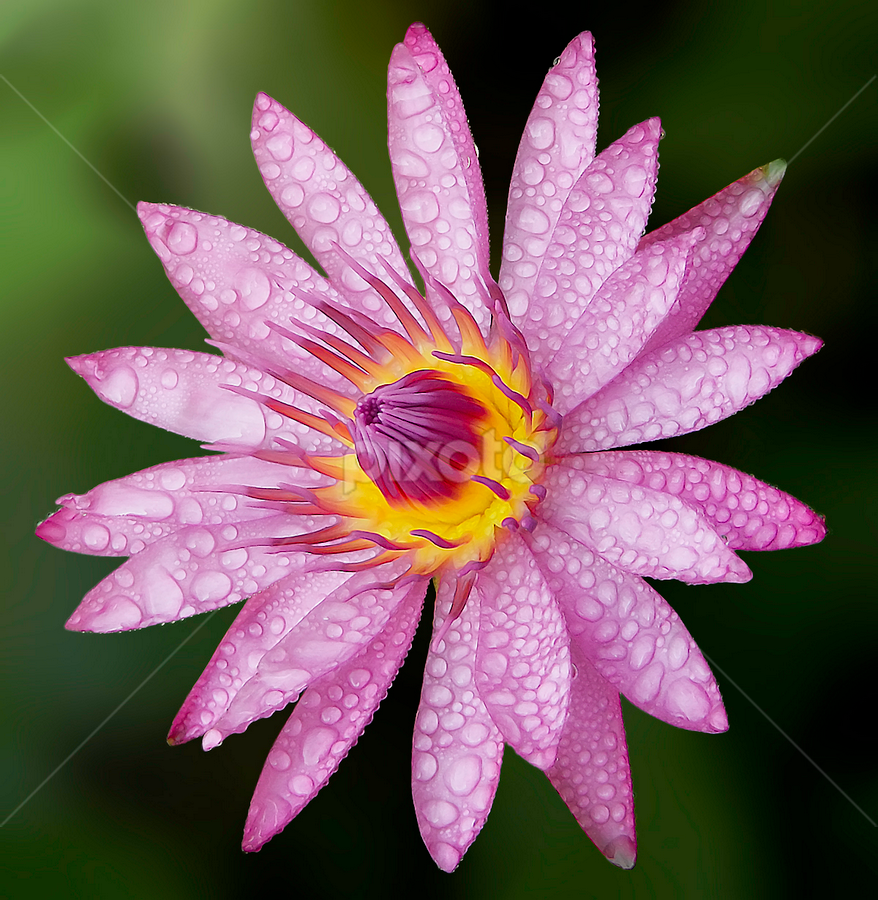 by Asher Jr Salvan - Flowers Flowers 2011-2013
