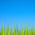 Grass LWP [Revamped+PRO]3.5 (Paid)