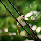 Brown Shrike