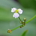 Narrow leaved water plantain
