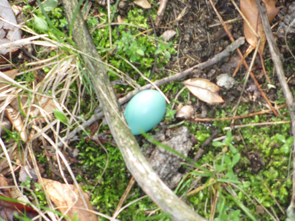 Robin egg