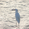 Snowy Egret