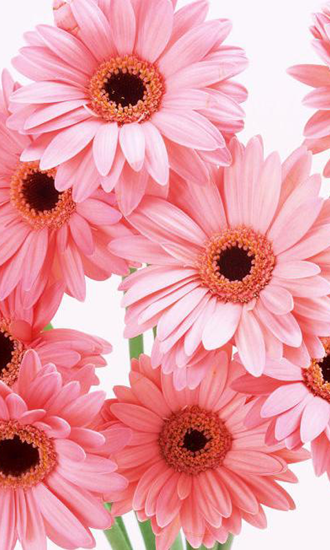 すべての花の画像 無料印刷可能iphone ピンク の ガーベラ 待ち受け