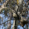 Gum Tree Mistletoe