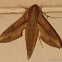 Vine Hawk-Moth