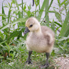 Baby African Goose