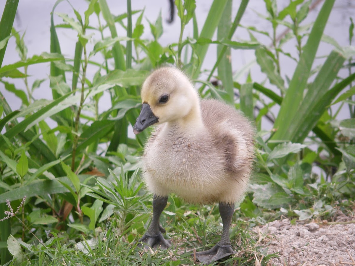 Baby African Goose