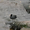 Eurasian Coot