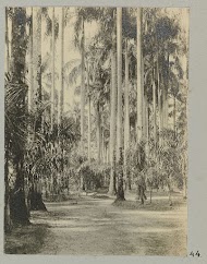 Palmentuin, Paramaribo