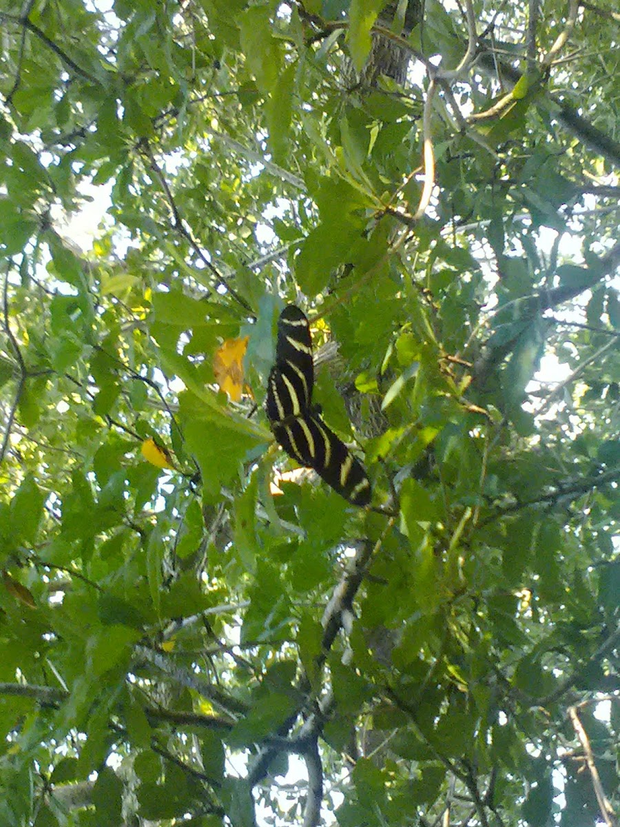 Zebra Longwing Butterfly