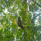 Zebra Longwing Butterfly