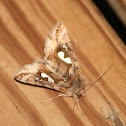 Bilobed Looper Moth