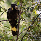 Yellow-tailed Black Cockatoo