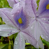 Common Water Hyacinth, dickstielige Wasserhyazinthe