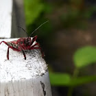 Assassin Bug