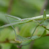 Thunberg's Stick Insect