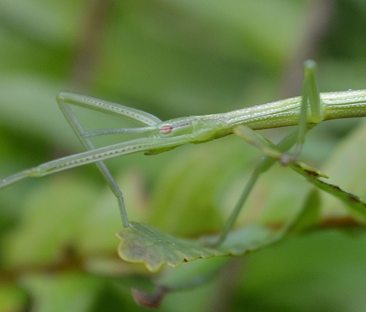 Thunberg's Stick Insect