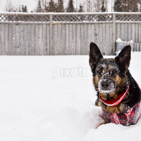 Snowy Face by Mikahla Dorey - Animals - Dogs Portraits