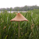 Cone Head Mushroom