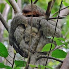 Three-toed sloth/perezoso de tres dedos
