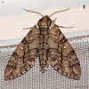 Waved sphinx moth