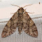 Waved sphinx moth