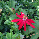 Crimson Passionflower