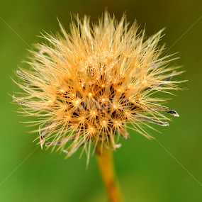 by Tim Bennett - Nature Up Close Leaves & Grasses