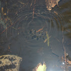 Water Striders! 
