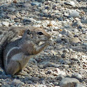 Harris Antelope Ground Squirrel