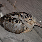 American Woodcock