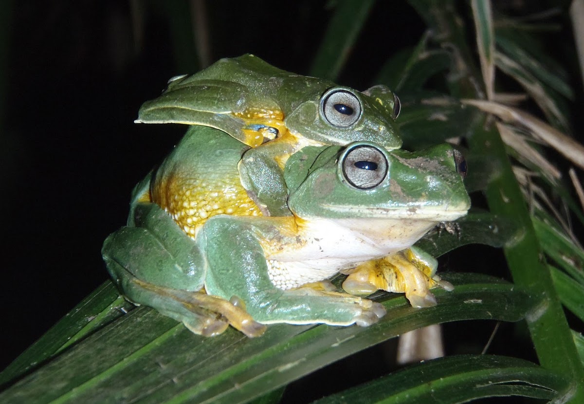 Green Flying-Frog