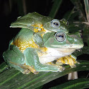 Green Flying-Frog
