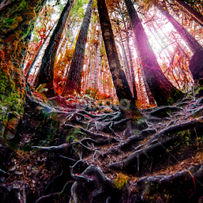 Red Woods by Megan Smith - Landscapes Forests