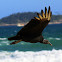 Black Vulture (Urubu)