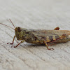 Grizzled Grasshopper (female)