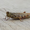 Grizzled Grasshopper (female)
