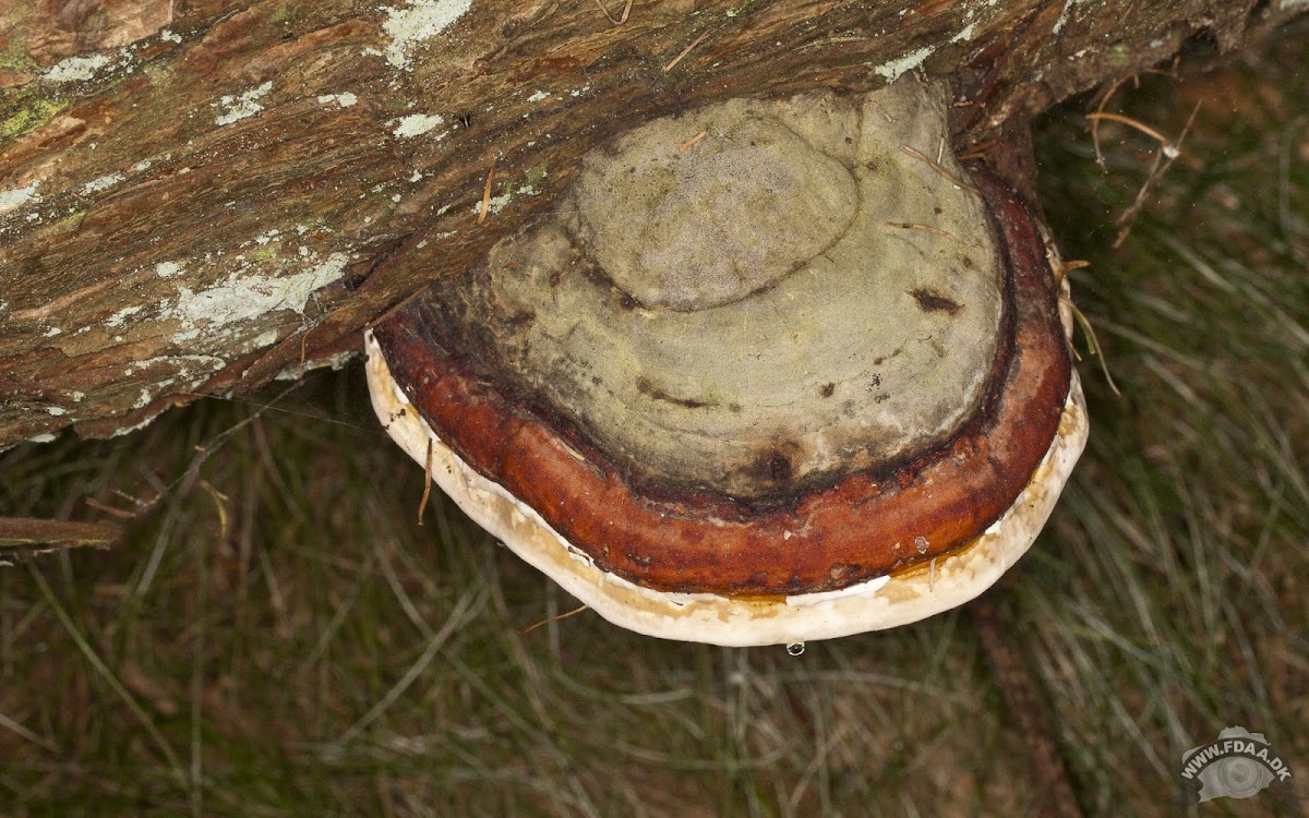 Red Belted Polypore