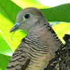 Zebra Dove or Barred Ground Dove