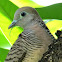 Zebra Dove or Barred Ground Dove