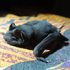 Pallas's Mastiff Bat