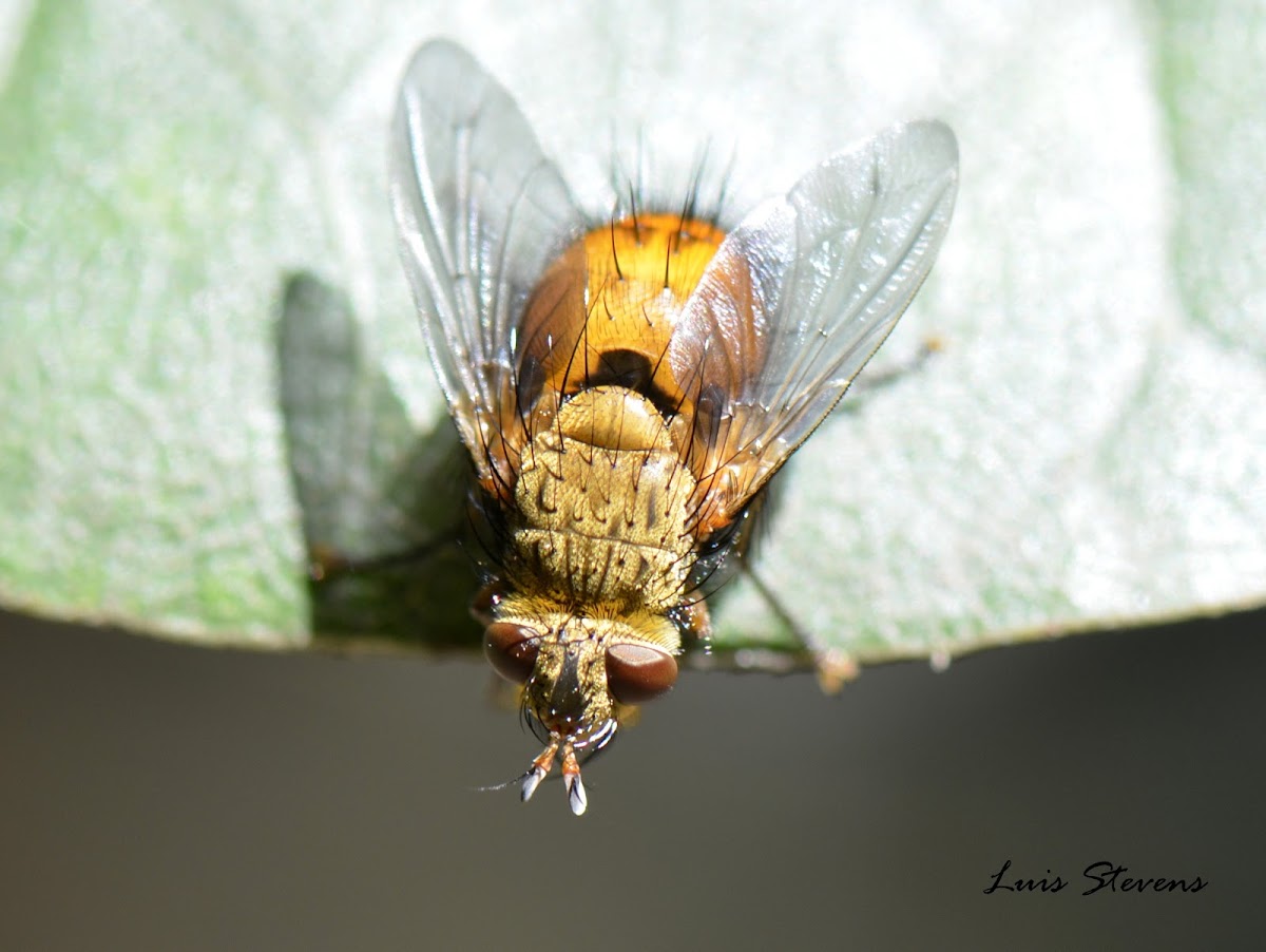 Tachinidae Fly