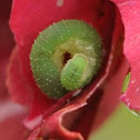 Curled Rose Sawfly larva