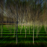 Birches by Luciano Bistoni -  