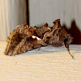 Maryland/DC Outdoor Light Moth Survey