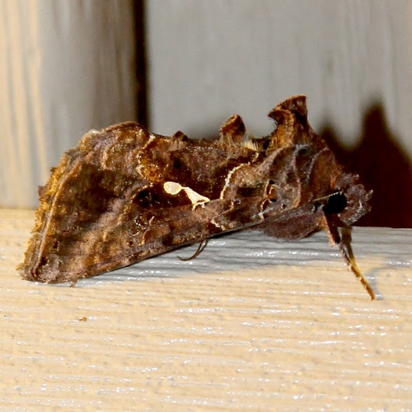 Hoplodrina Blanda Rustic Moth Rustic