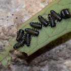 Leaf beetle larvae